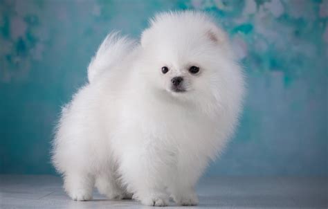Fluffy the Dog .